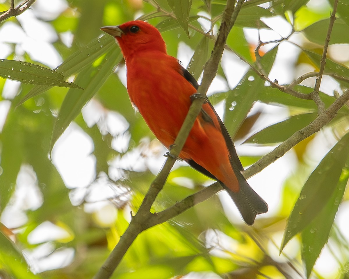 Scarlet Tanager - ML620271084