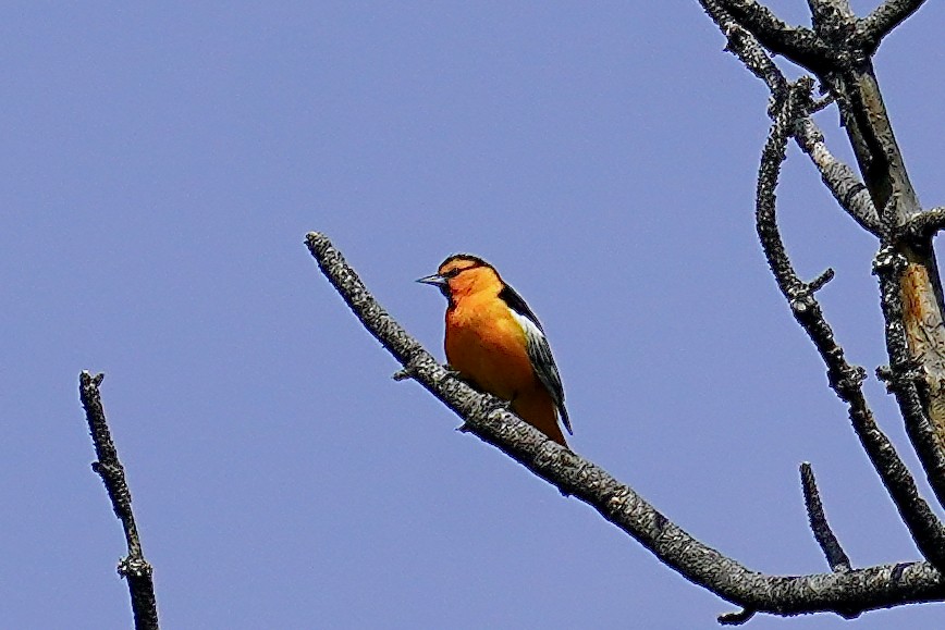 Bullock's Oriole - ML620271097