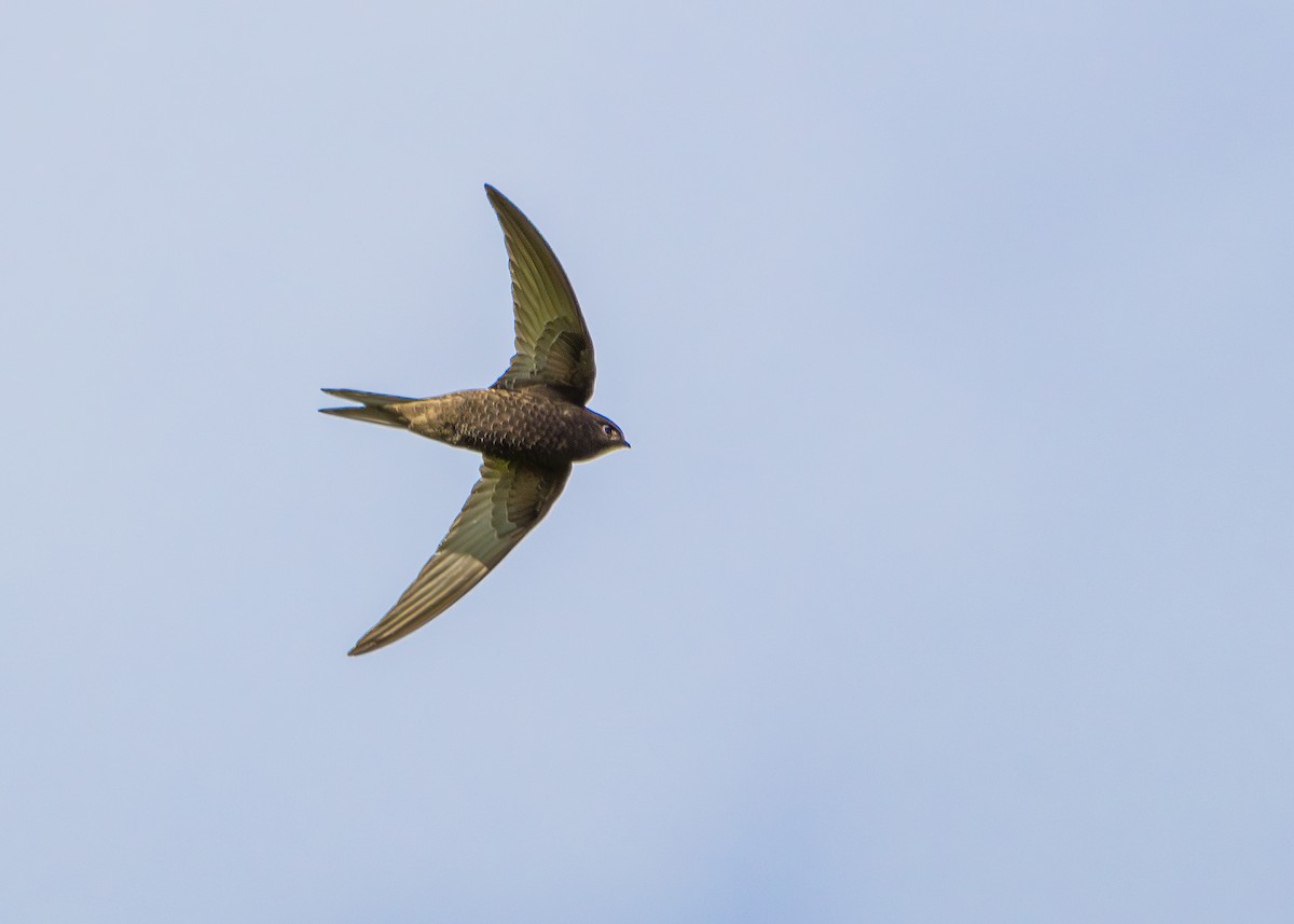 Common Swift - ML620271112