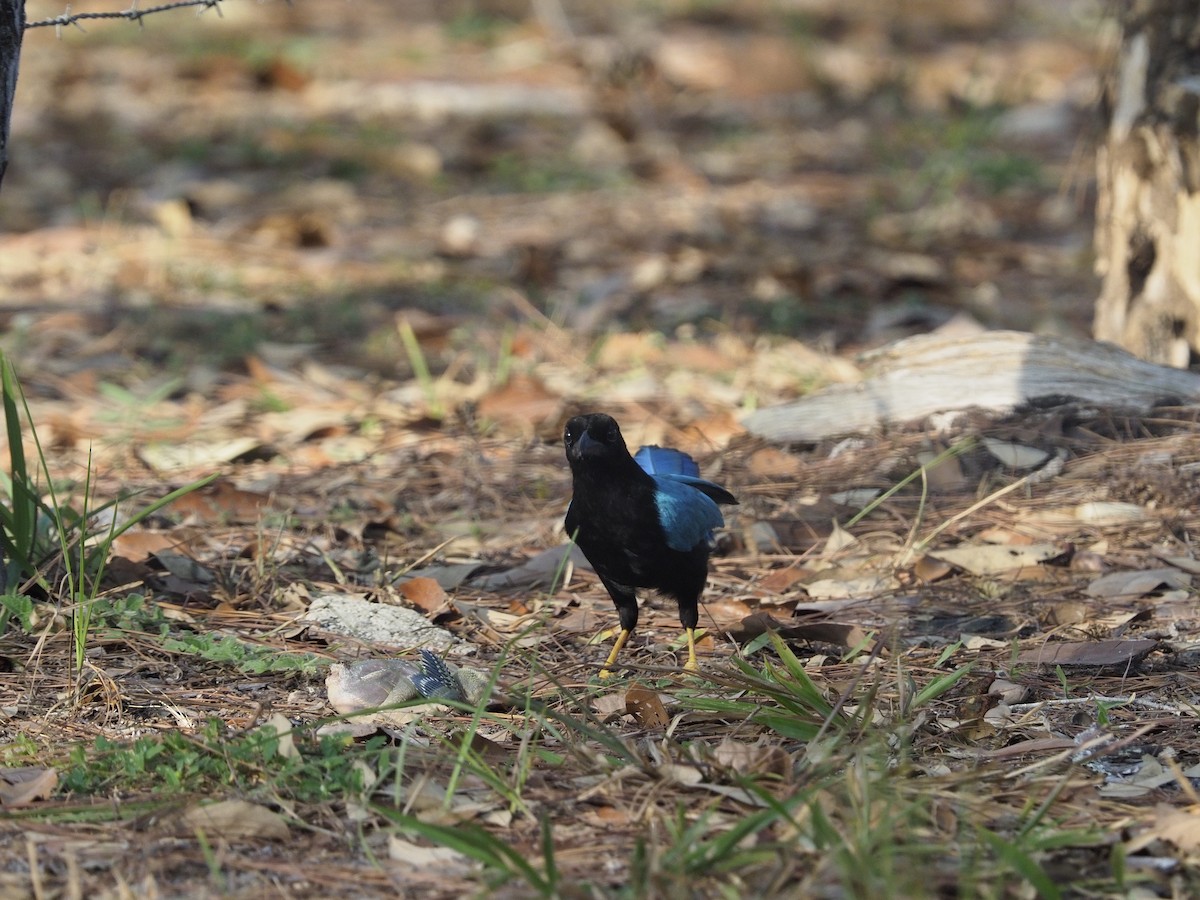 Yucatan Jay - ML620271117