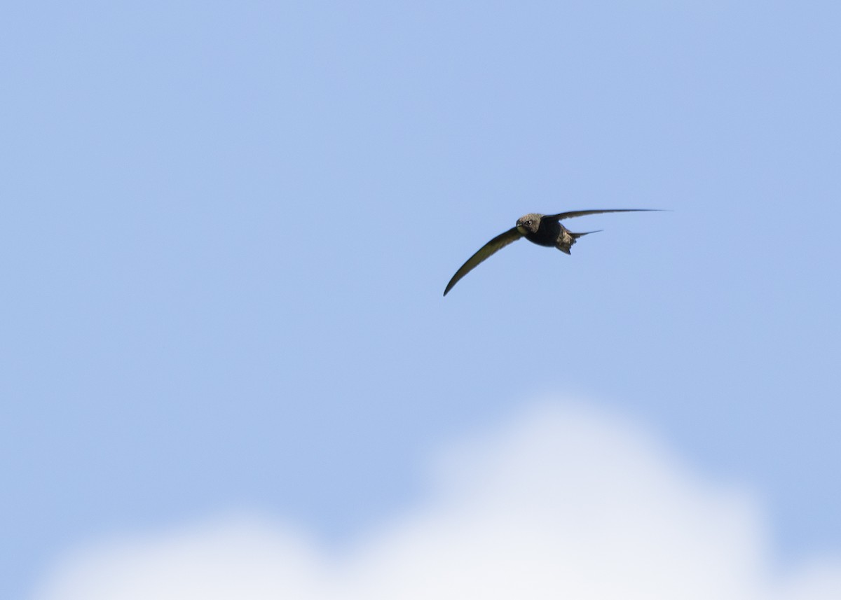 Common Swift - ML620271118