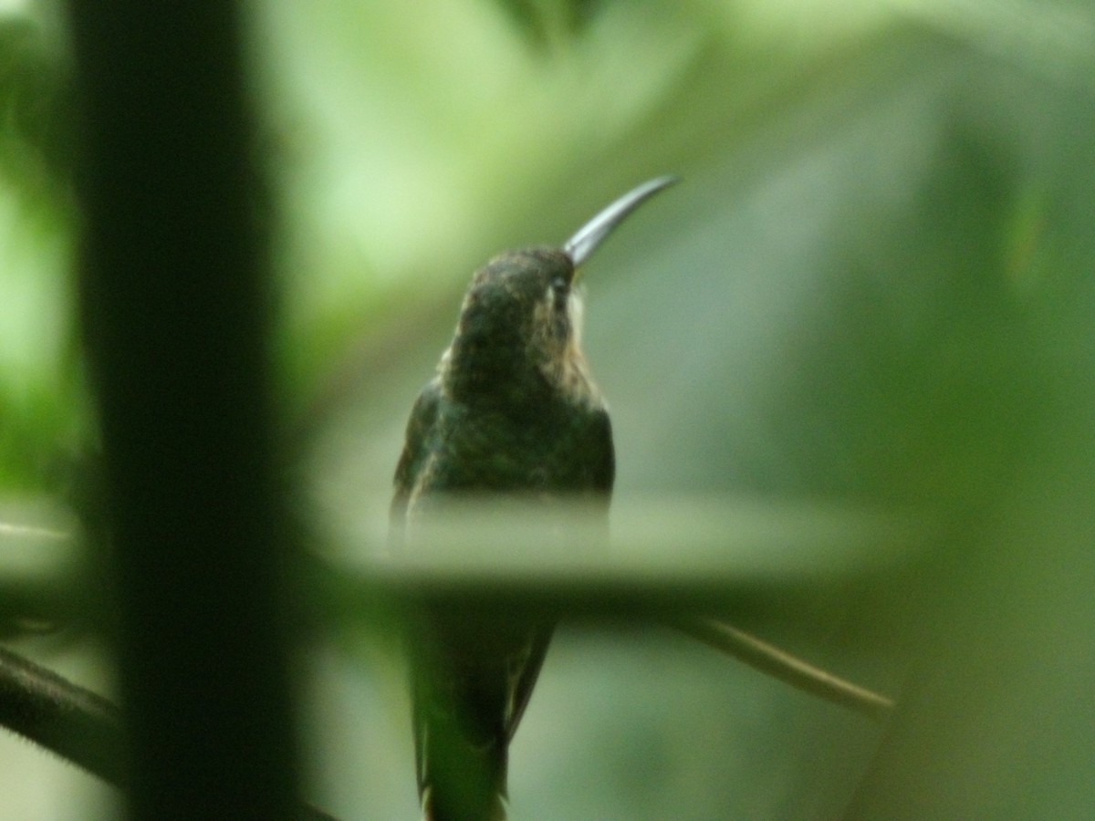 kolibřík světloocasý - ML620271124