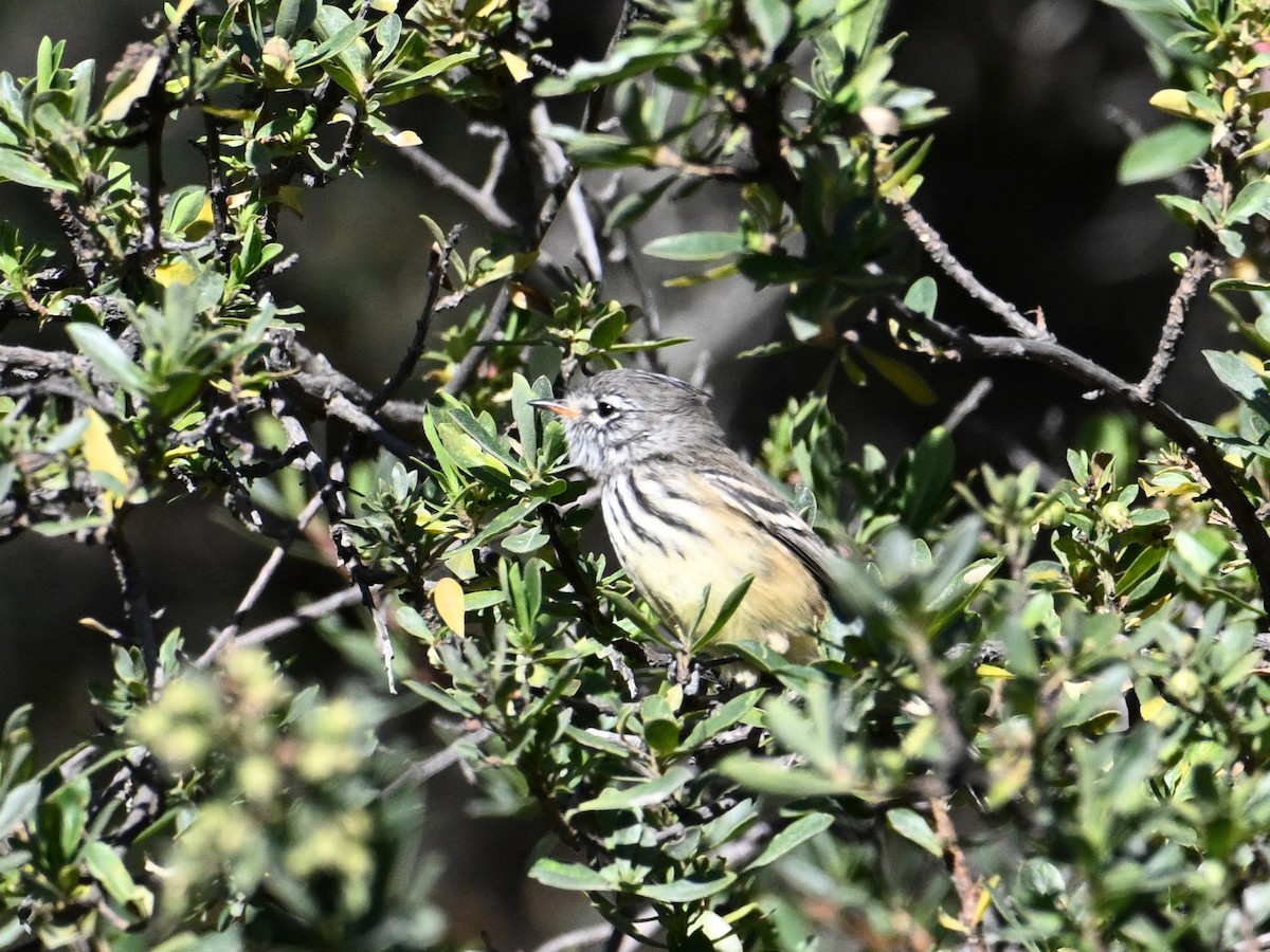 Taurillon à bec jaune - ML620271126