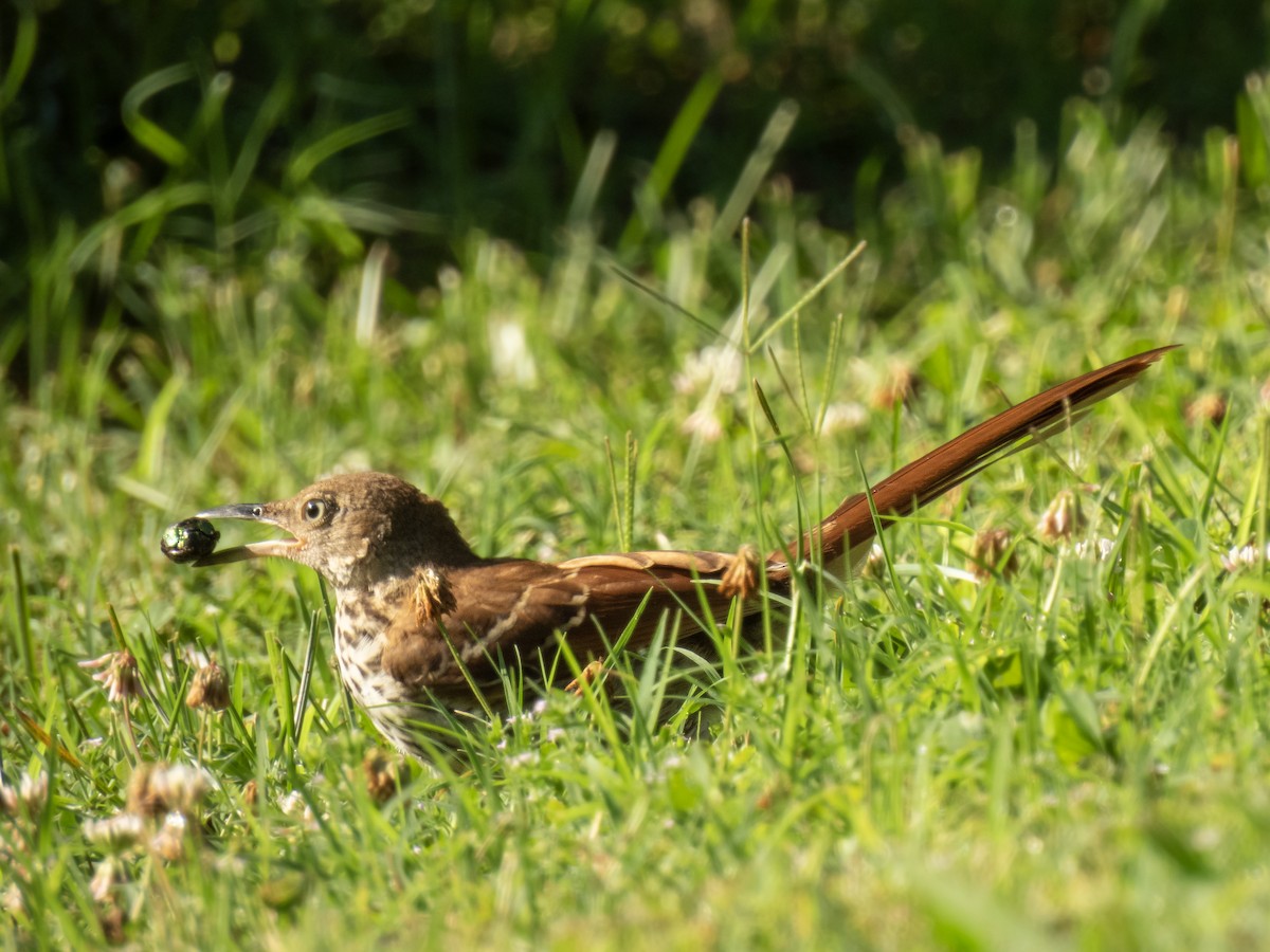 Brown Thrasher - ML620271132