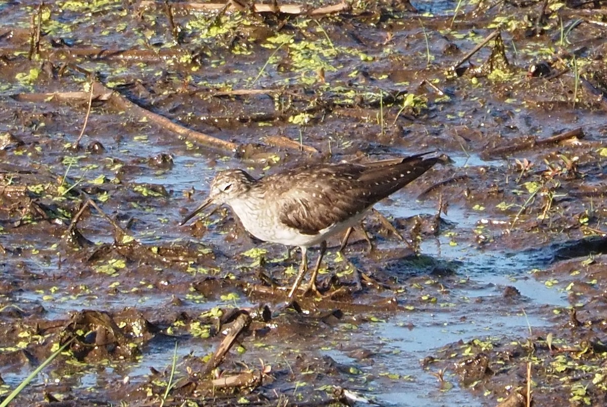 Solitary Sandpiper - ML620271136