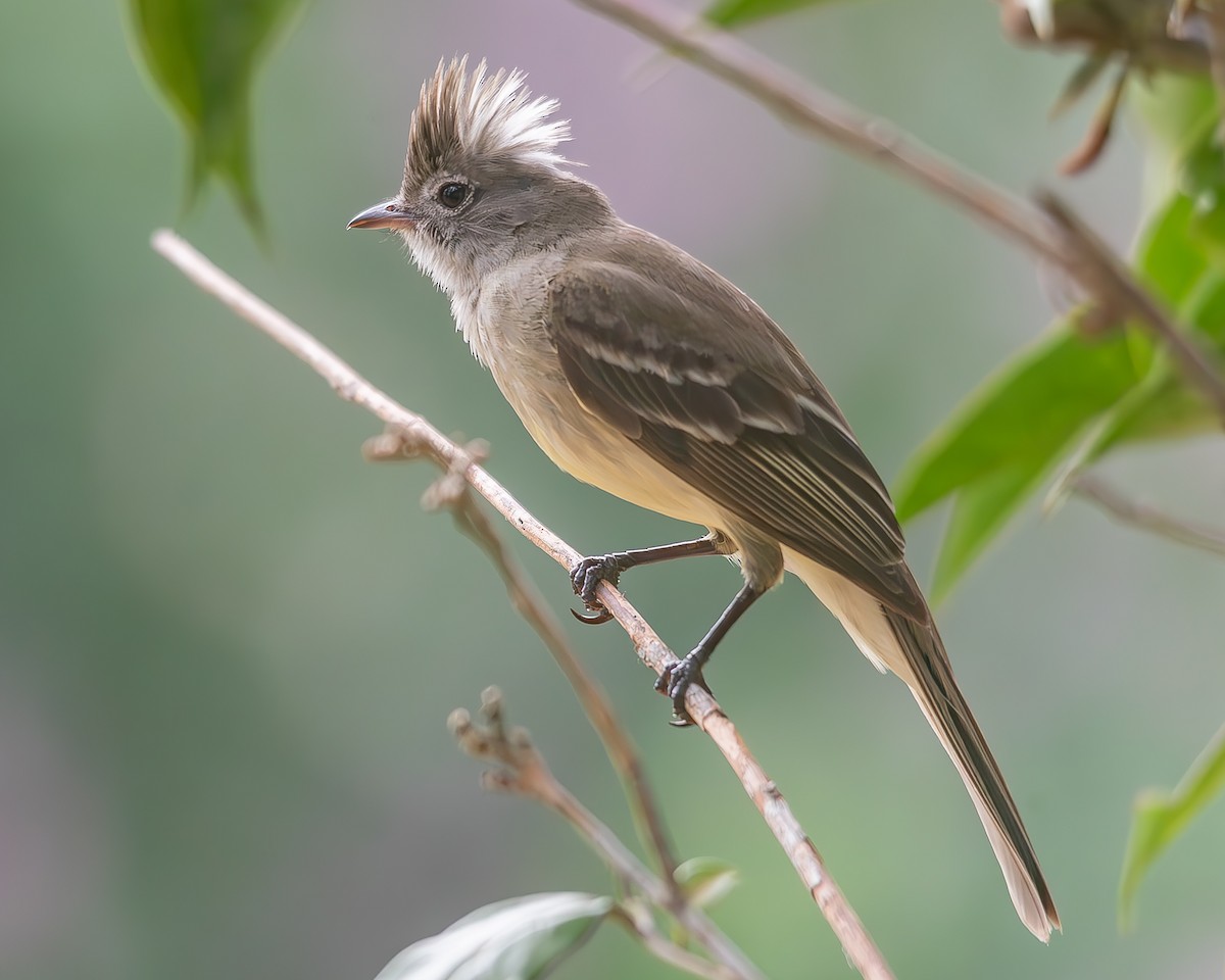 Yellow-bellied Elaenia - ML620271141