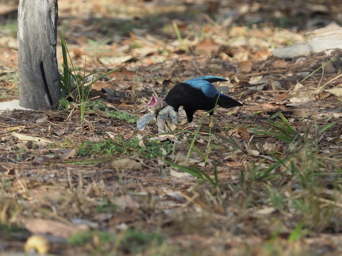 Yucatan Jay - ML620271149