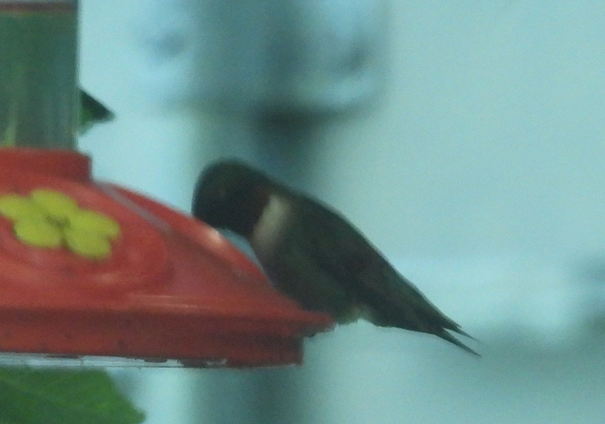 Ruby-throated Hummingbird - ML620271151