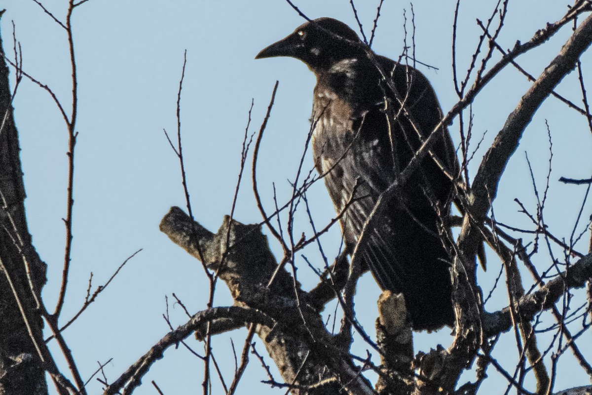 American Crow - ML620271153