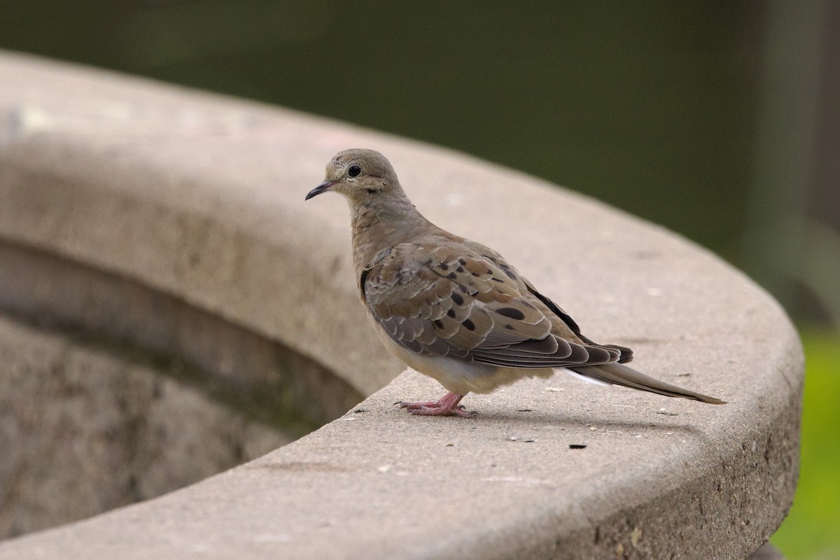 Mourning Dove - ML620271154