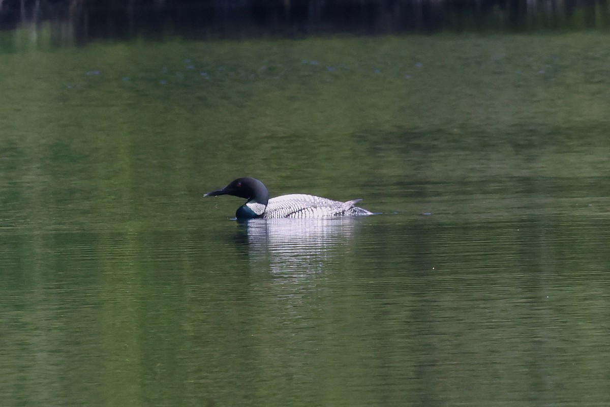 Common Loon - ML620271155