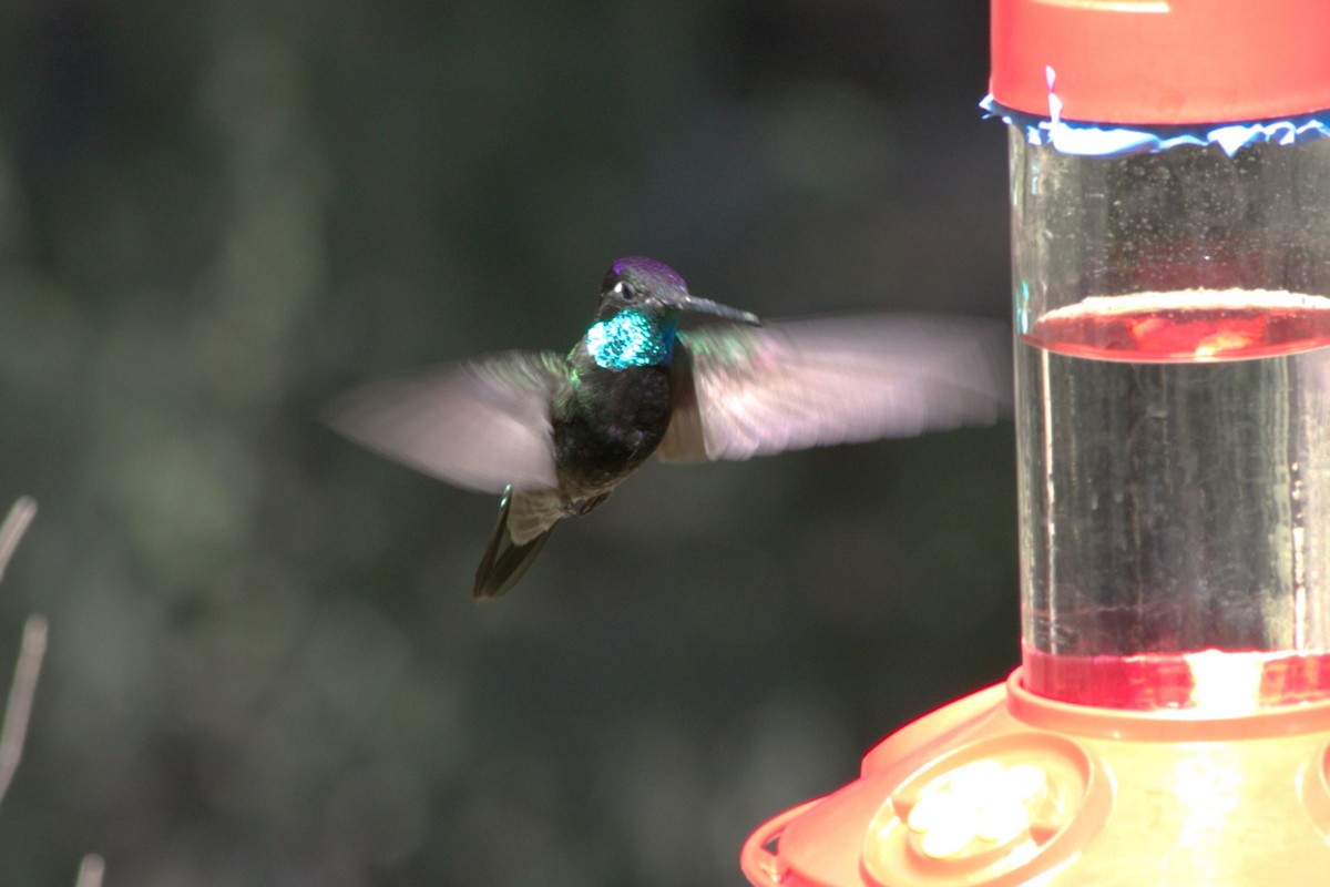 Colibrí Magnífico - ML620271158