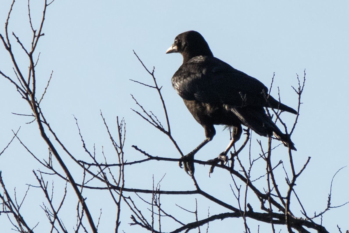 American Crow - ML620271160