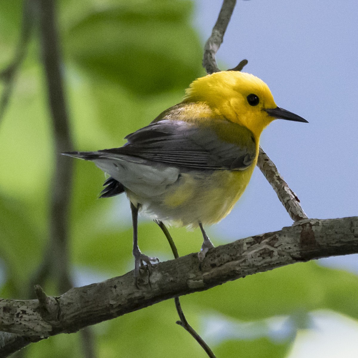Prothonotary Warbler - ML620271161