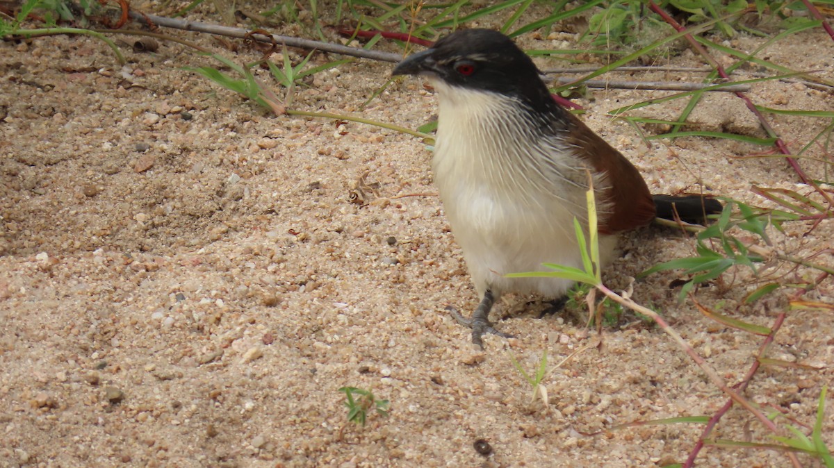 Coucal à sourcils blancs (burchellii/fasciipygialis) - ML620271166