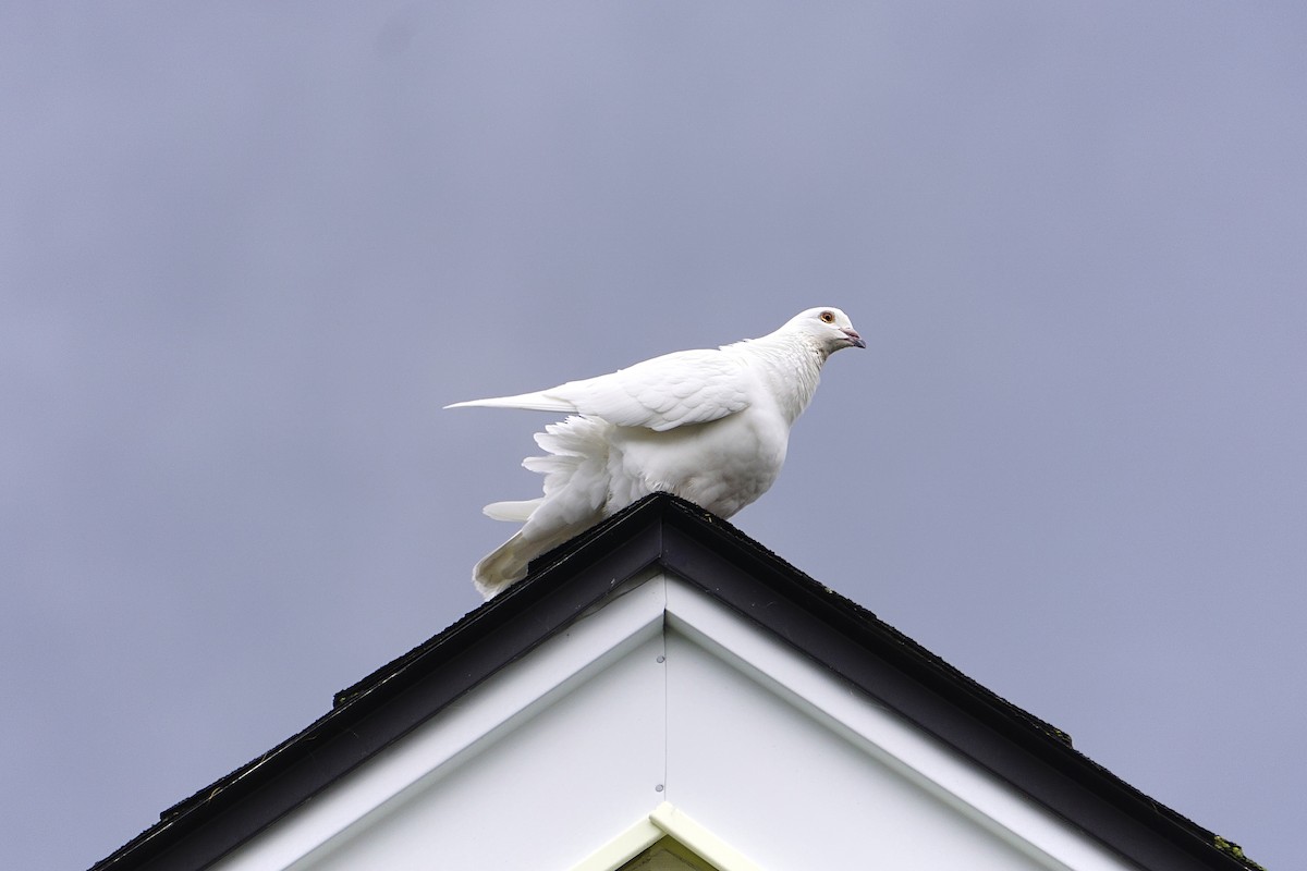 Rock Pigeon (Feral Pigeon) - ML620271167