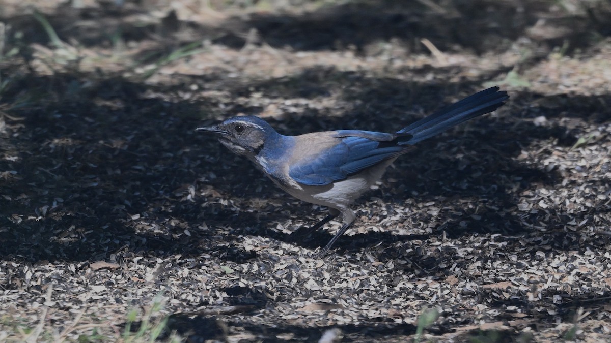 California Scrub-Jay - ML620271168