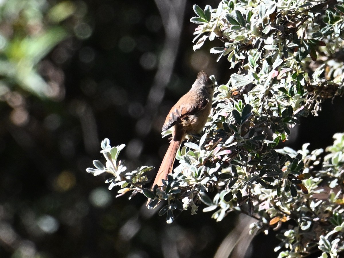 Brown-capped Tit-Spinetail - ML620271169