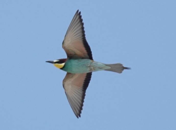 European Bee-eater - ML620271172