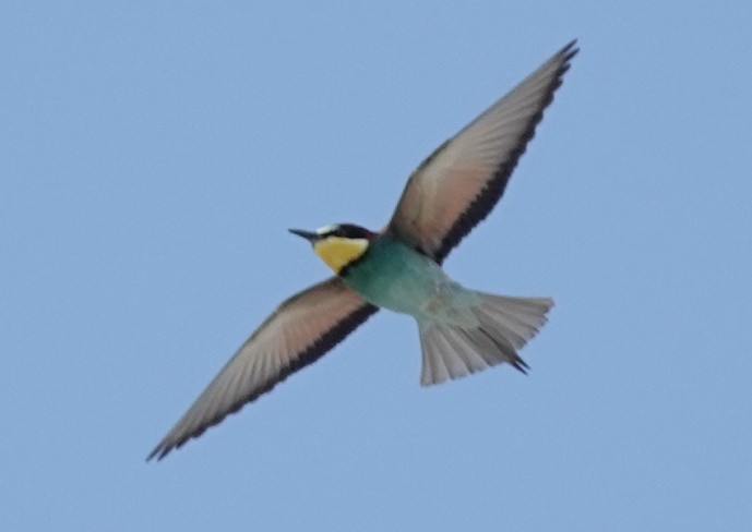 European Bee-eater - ML620271173