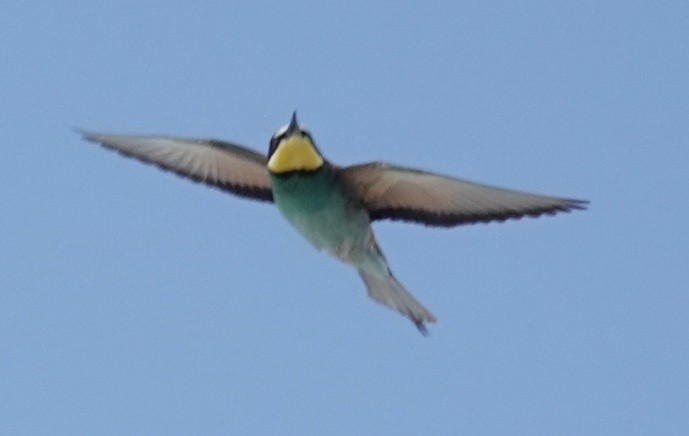 European Bee-eater - ML620271174