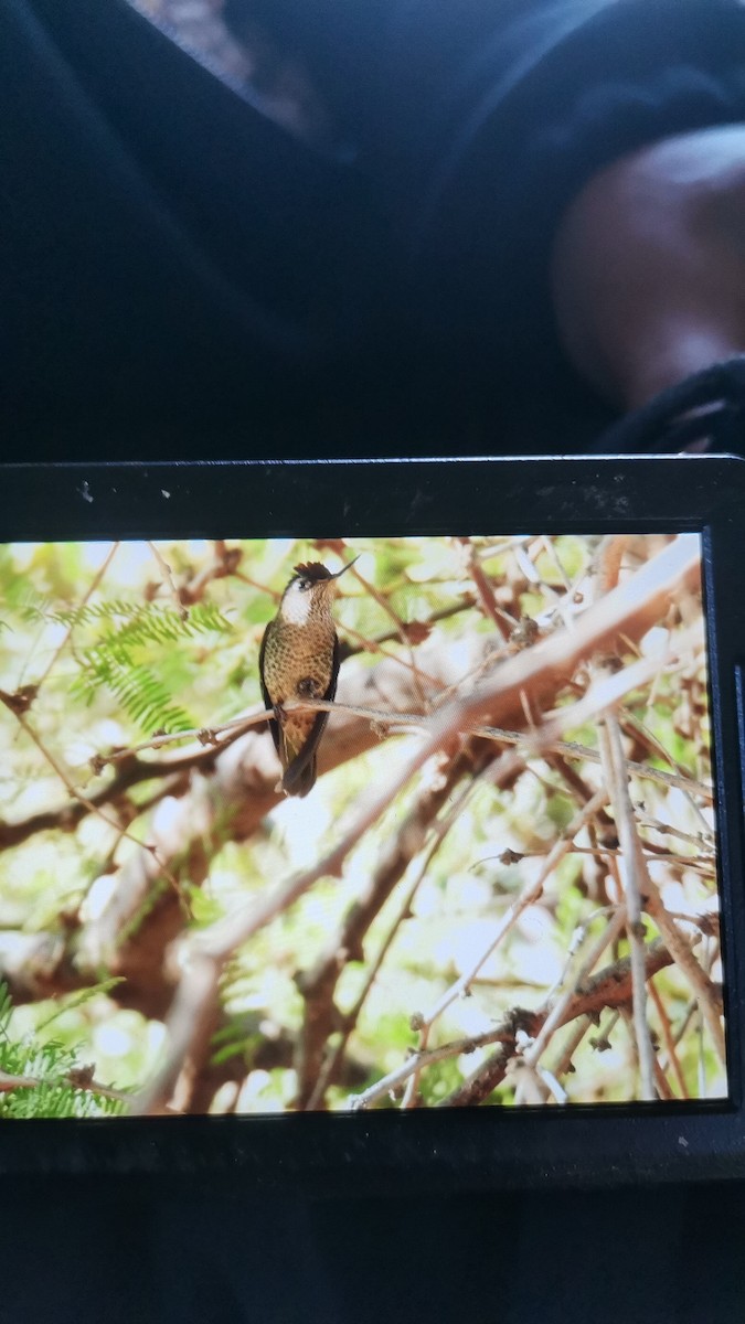 Colibrí Austral - ML620271175