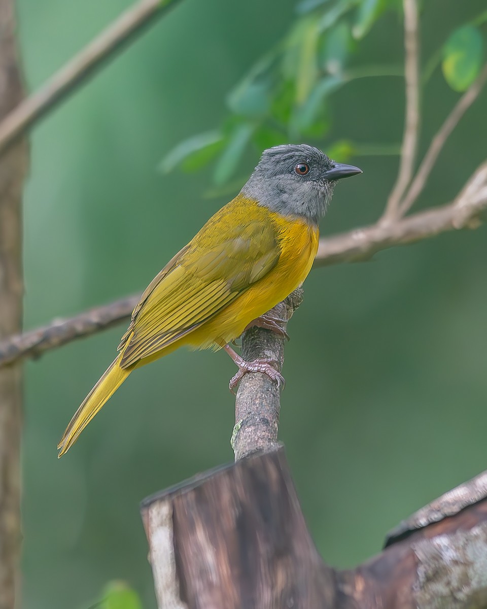 Gray-headed Tanager - ML620271178