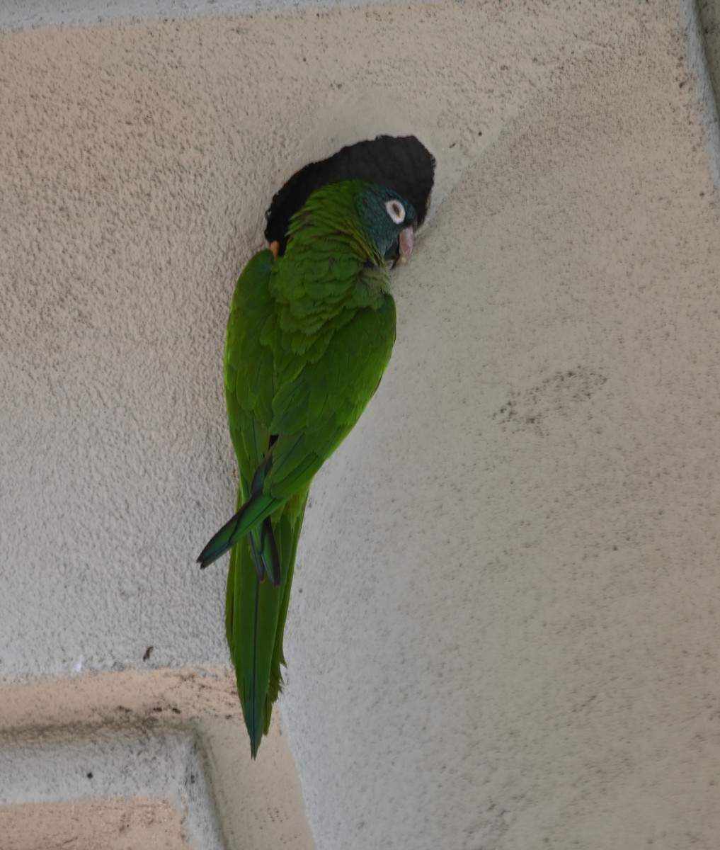 Blue-crowned Parakeet - ML620271179