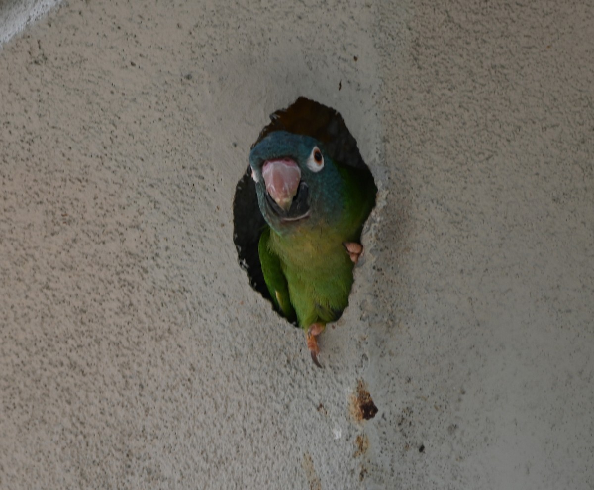 Blue-crowned Parakeet - ML620271182