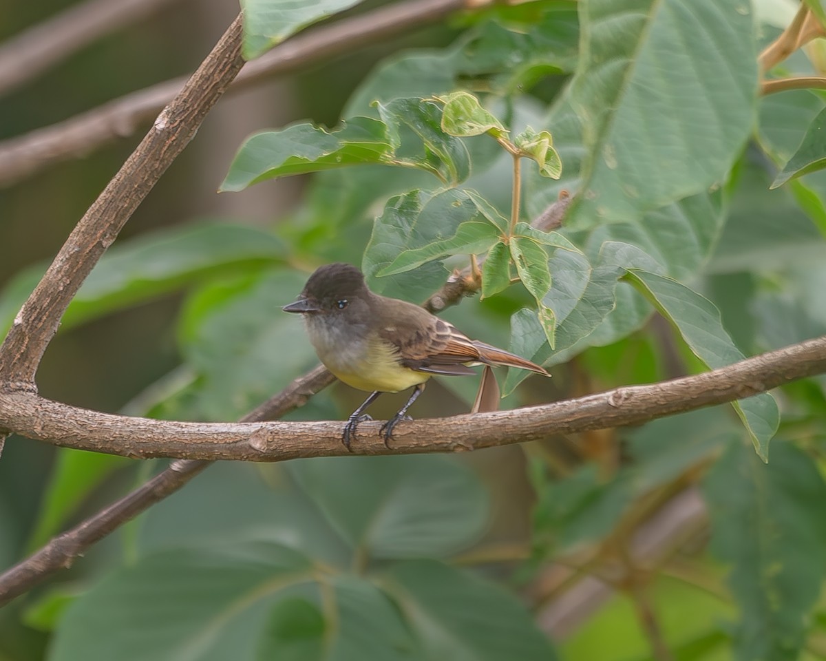 Dusky-capped Flycatcher - ML620271185