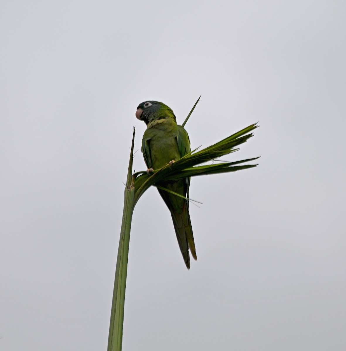 Blue-crowned Parakeet - ML620271186