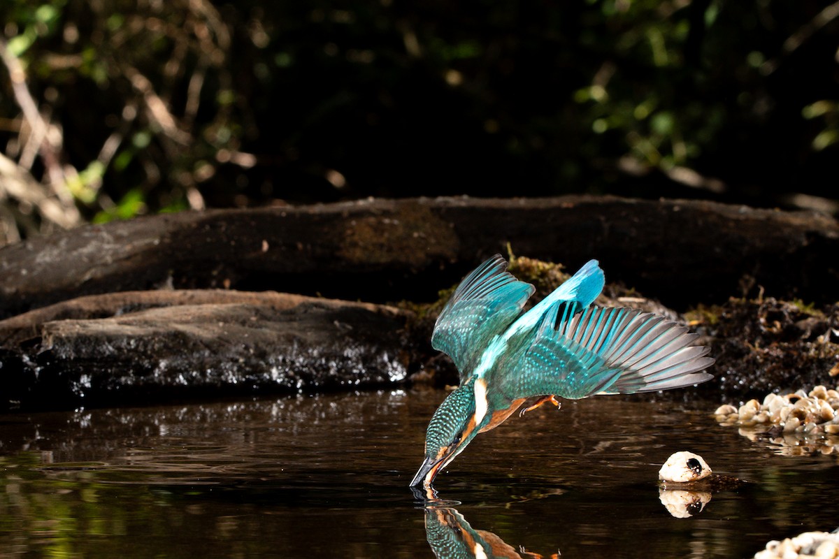 Common Kingfisher - ML620271189