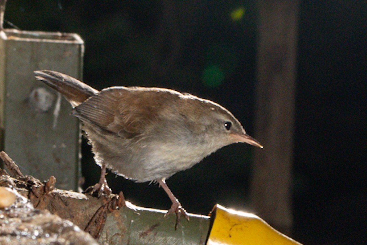 Cetti's Warbler - ML620271191