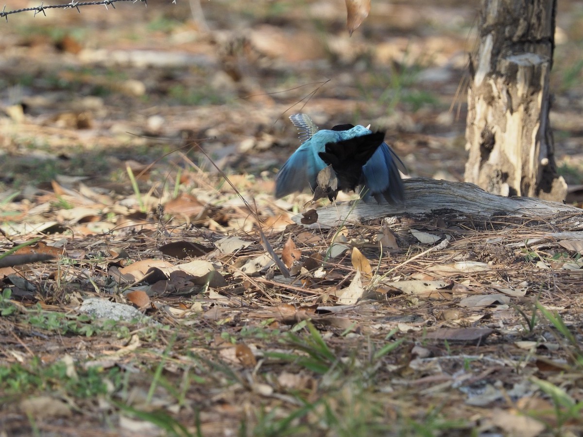 Yucatan Jay - ML620271193