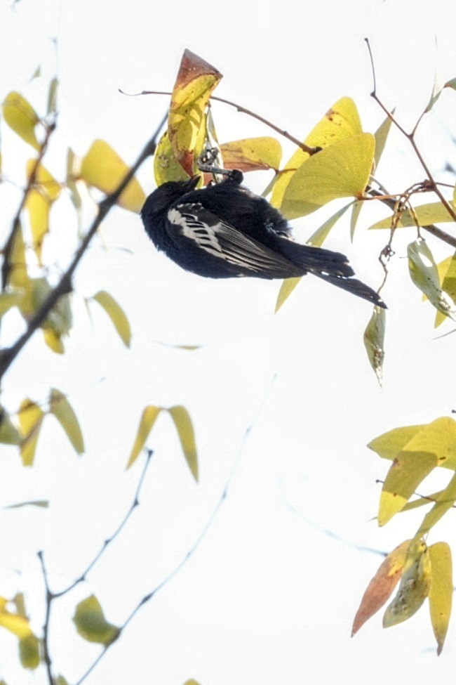 Southern Black-Tit - ML620271200