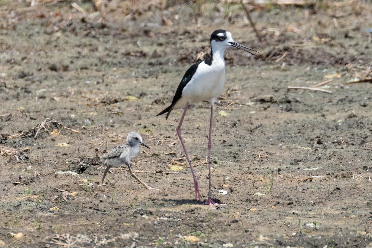 Black-necked Stilt - ML620271201