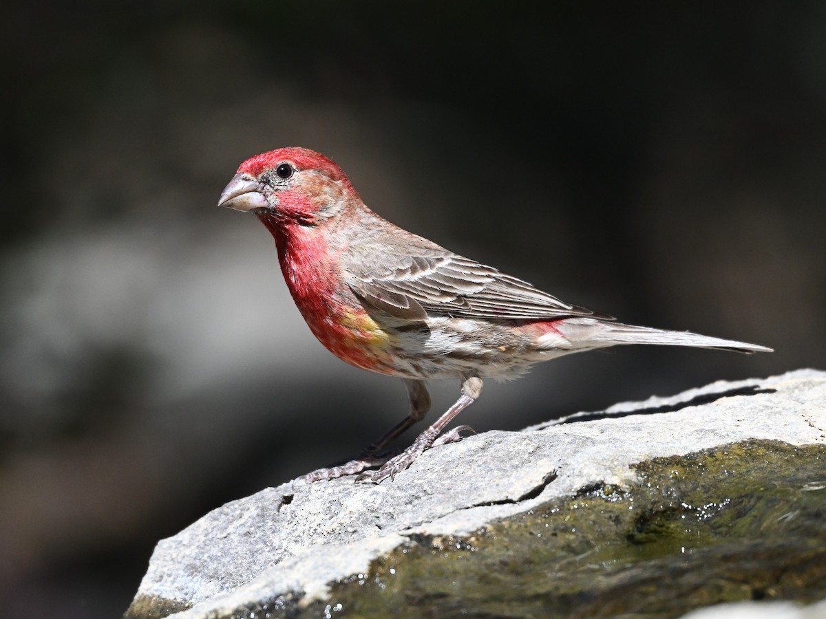 House Finch - ML620271207