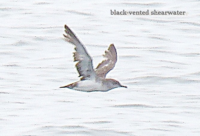 Black-vented Shearwater - karen bonnell