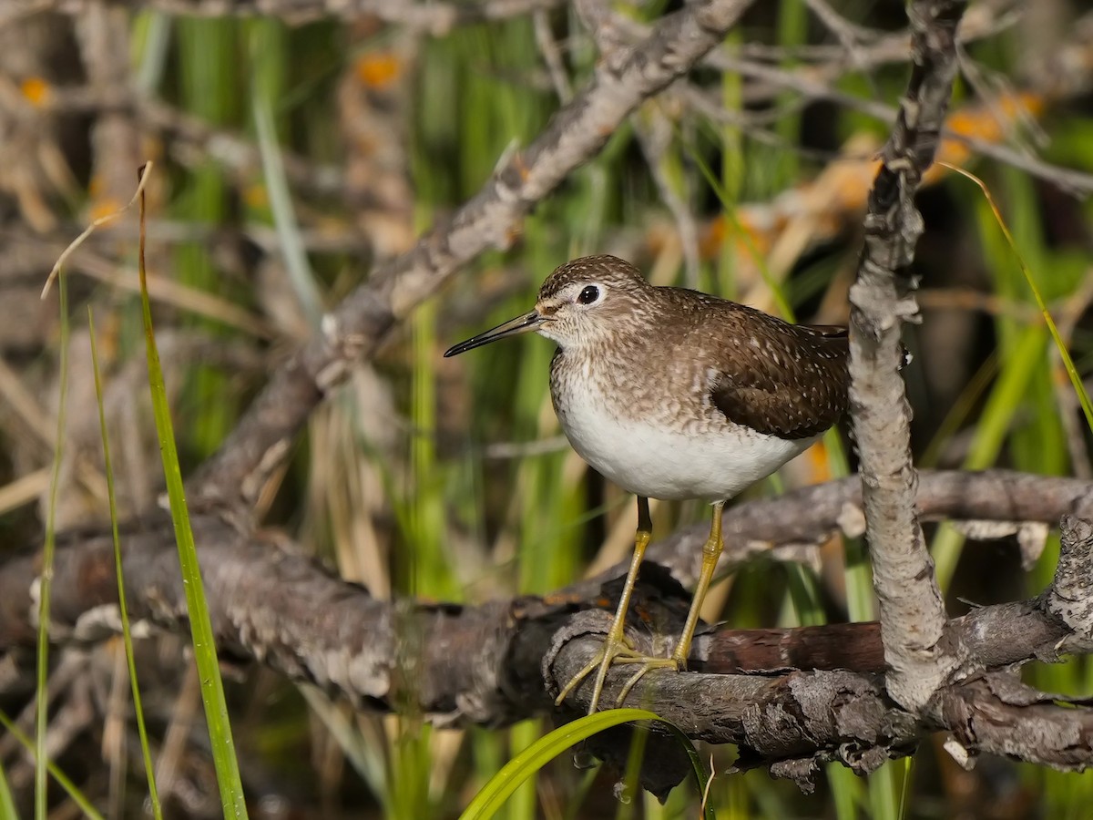 Solitary Sandpiper - ML620271210