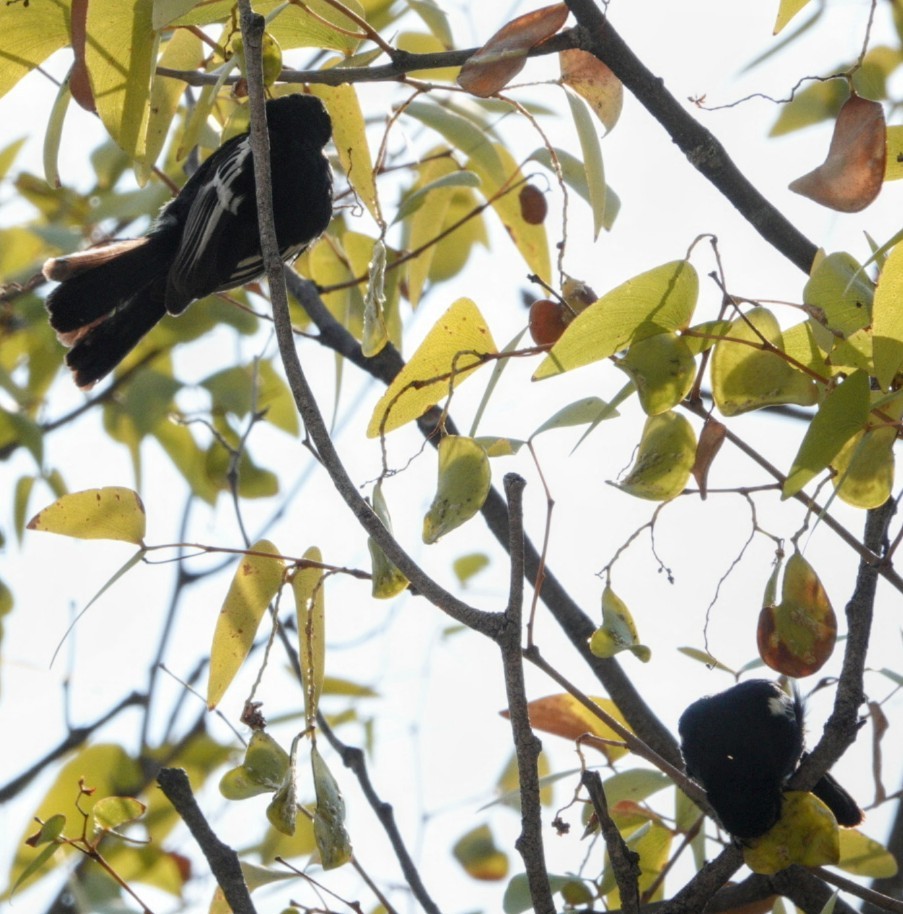 Southern Black-Tit - ML620271211