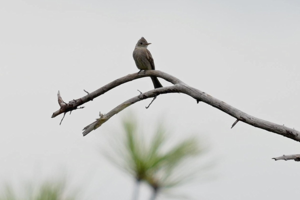 Greater Pewee - ML620271212