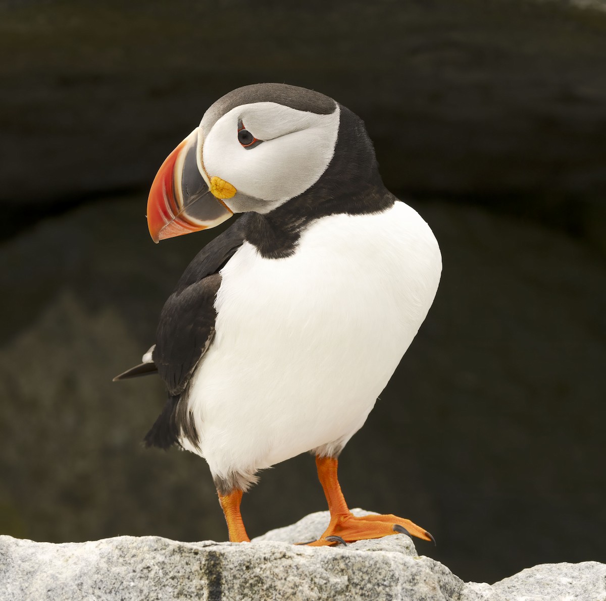 Atlantic Puffin - ML620271216