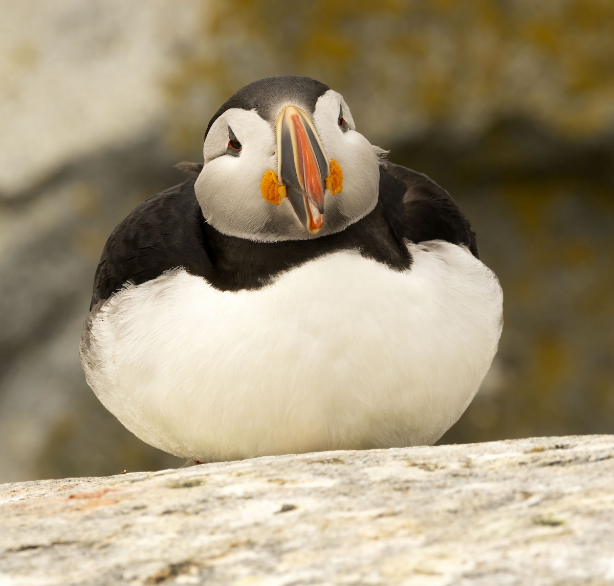 Atlantic Puffin - ML620271217