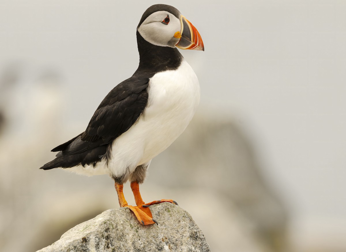 Atlantic Puffin - ML620271220