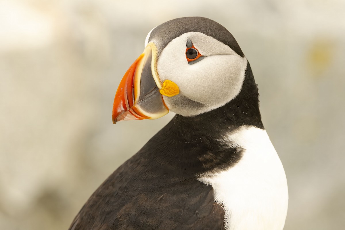 Atlantic Puffin - ML620271221