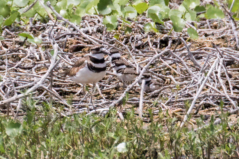 Killdeer - ML620271223