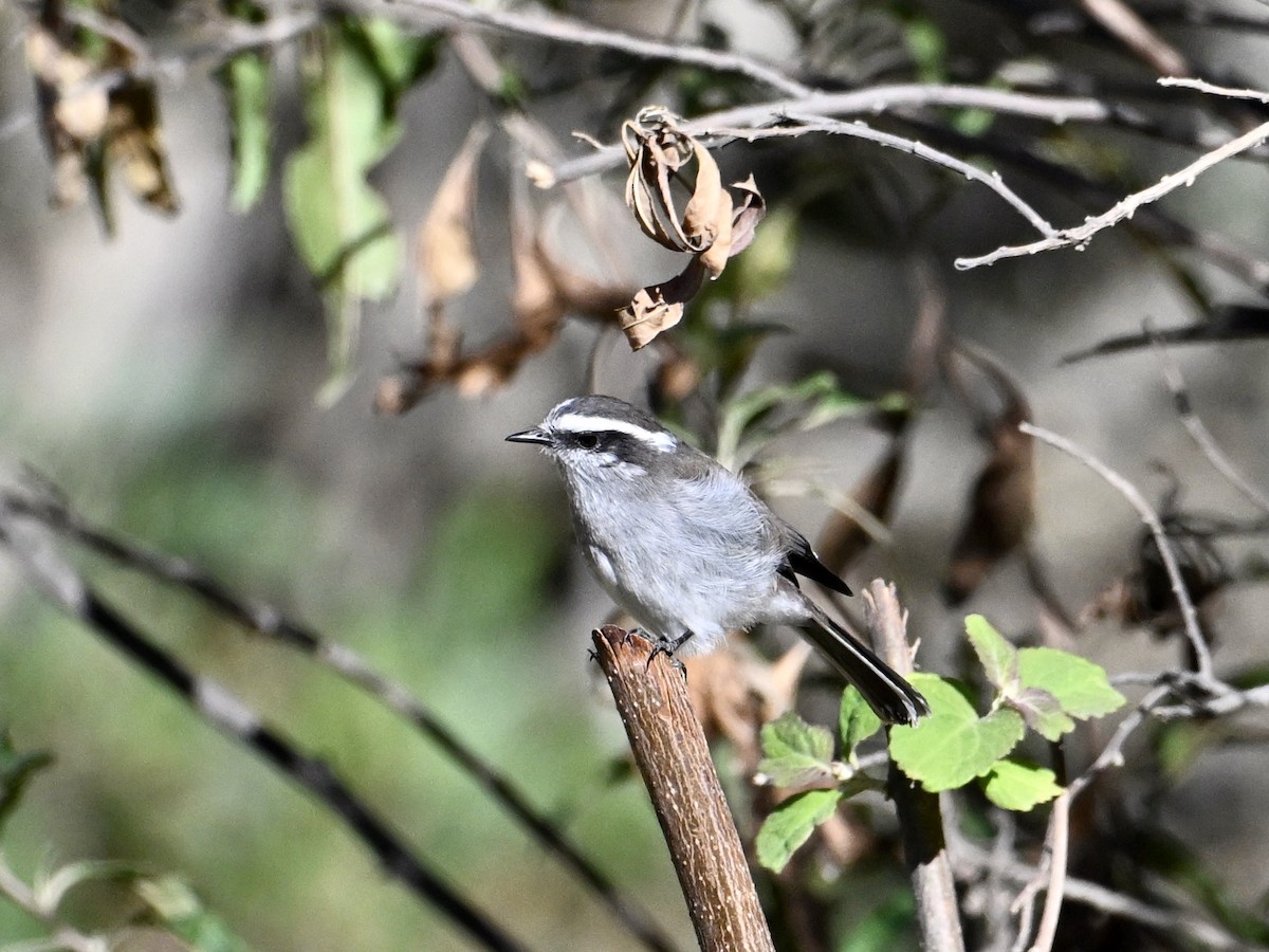 White-browed Chat-Tyrant - ML620271226