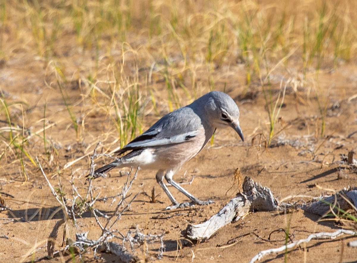 Arrendajo Terrestre del Turquestán - ML620271228