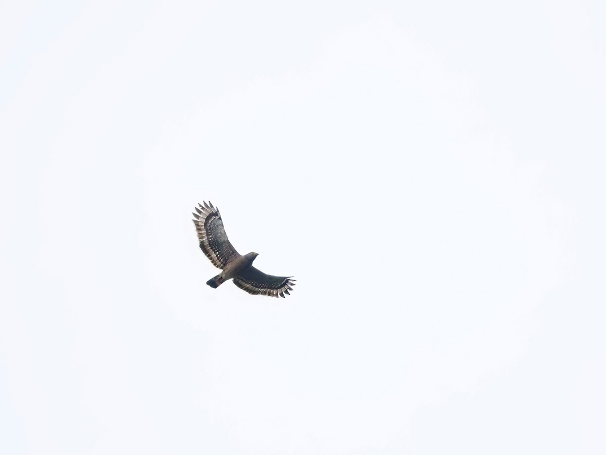 Philippine Serpent-Eagle - ML620271230