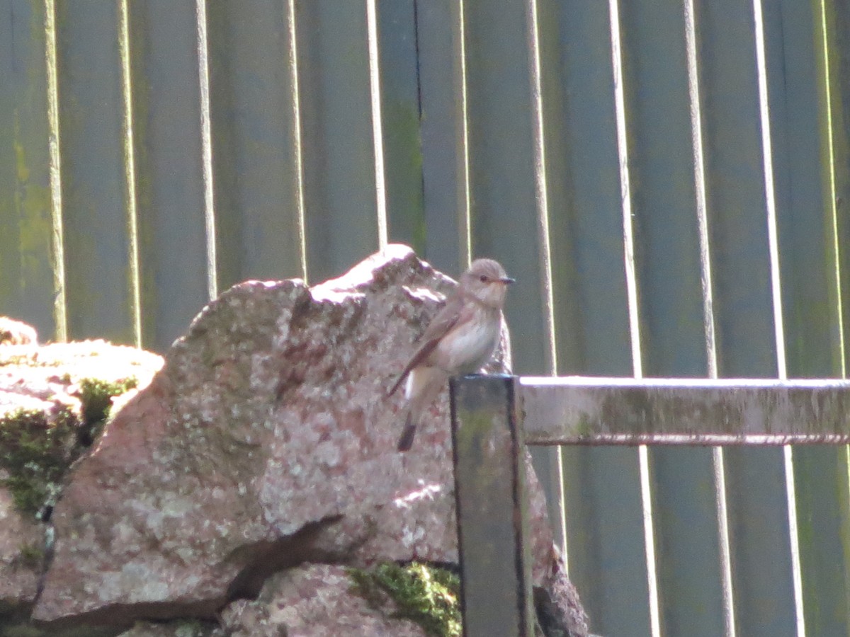 Spotted Flycatcher - ML620271239